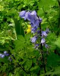 Hyacinthoides non-scripta